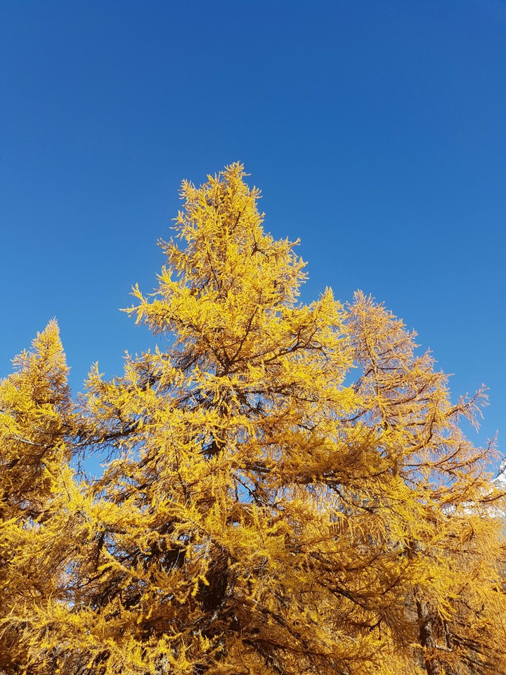 Automn trees