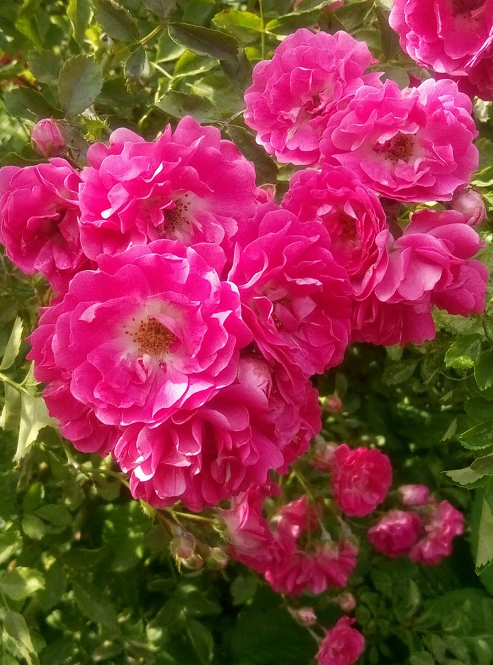 roses