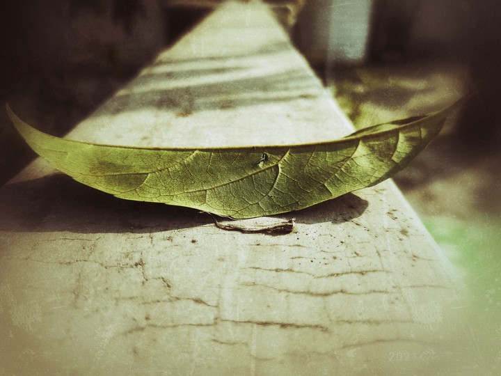 Leaf