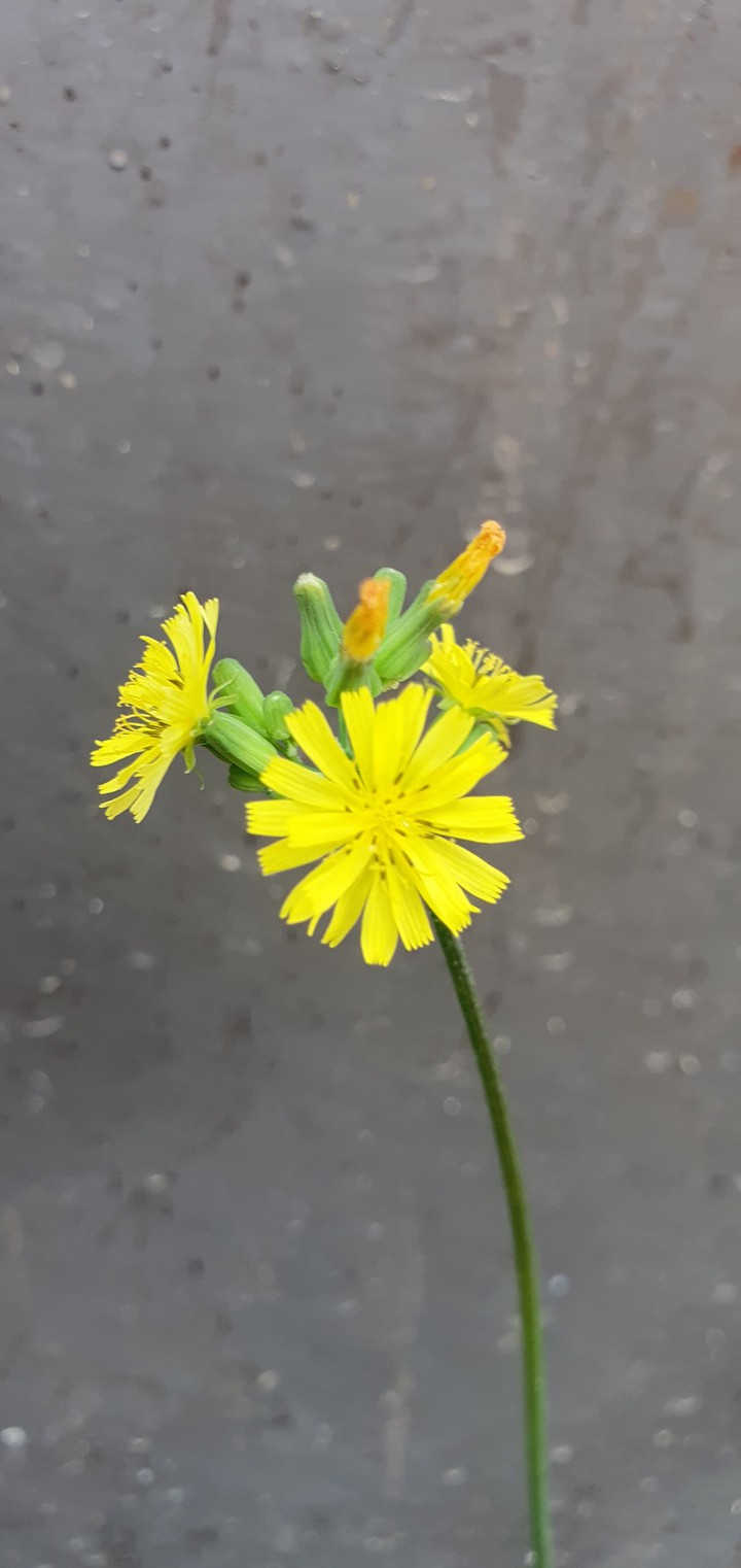small yellow flower