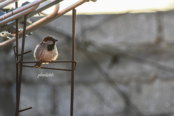 PAJAROS