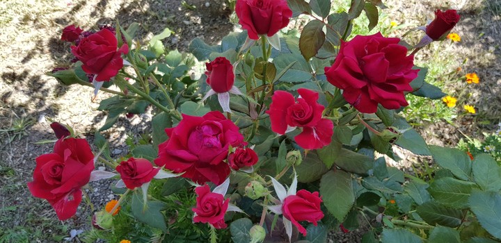 Red Rose3
