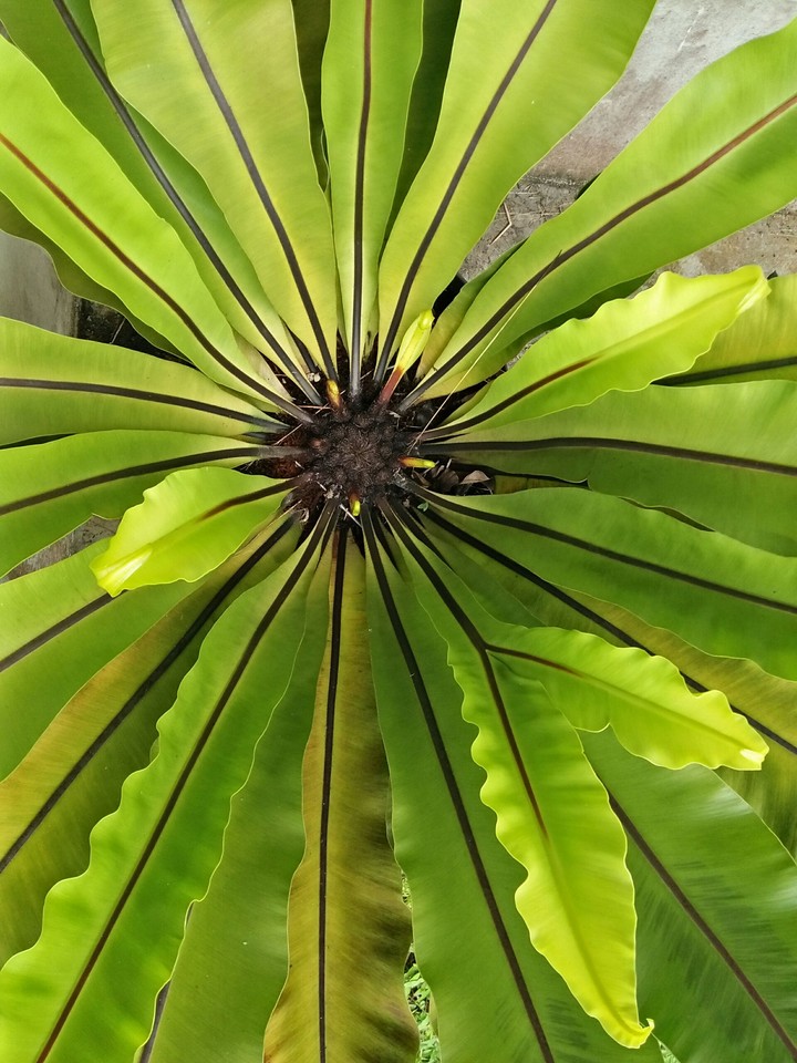green