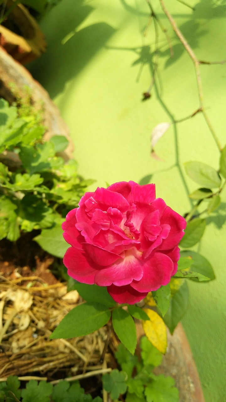 Red flower