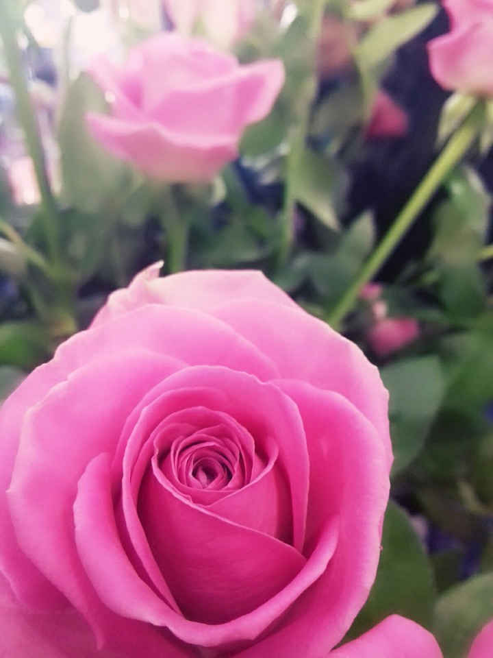 pink roses