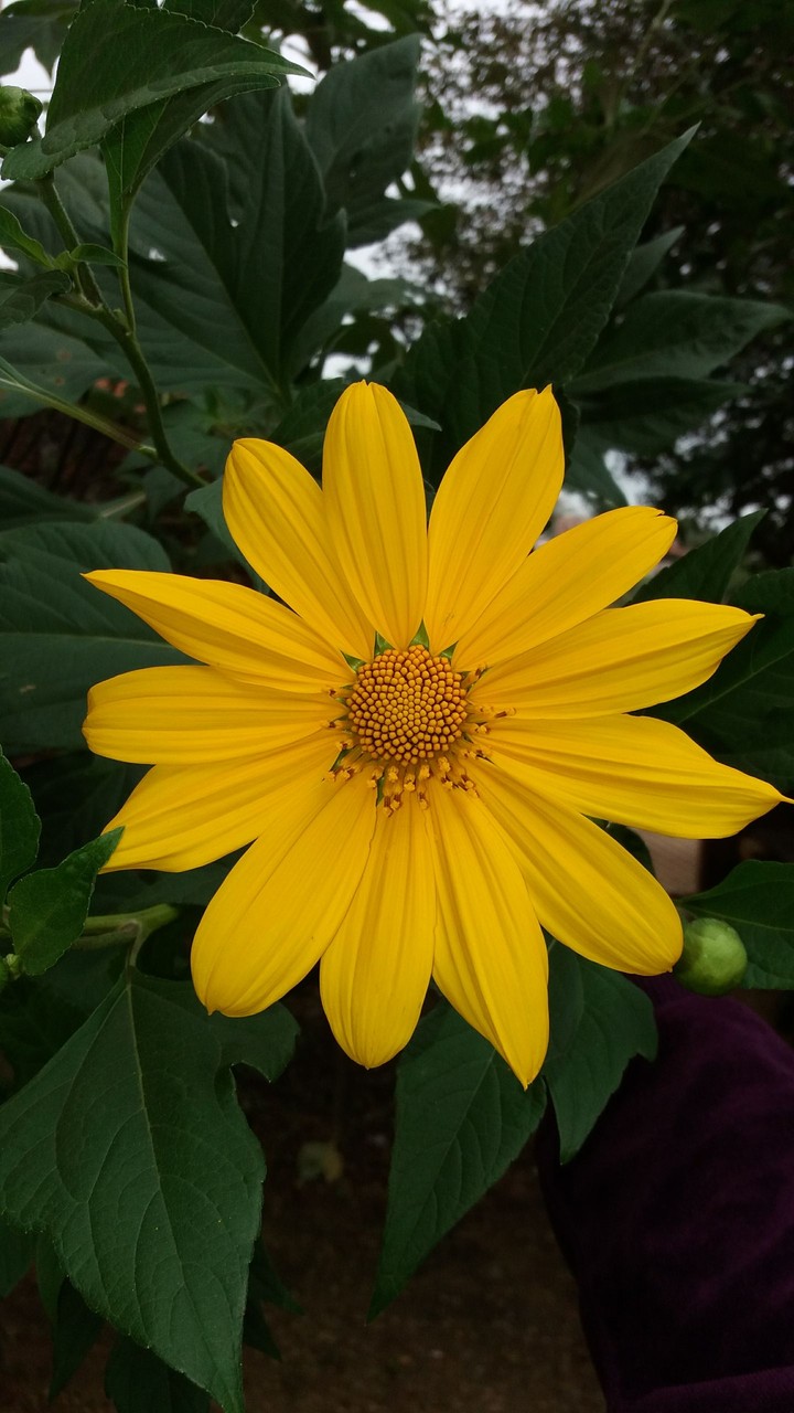 Flower yellow