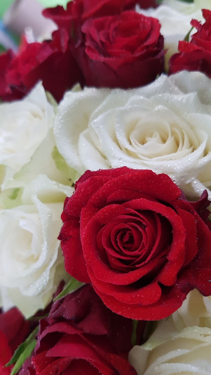 rose