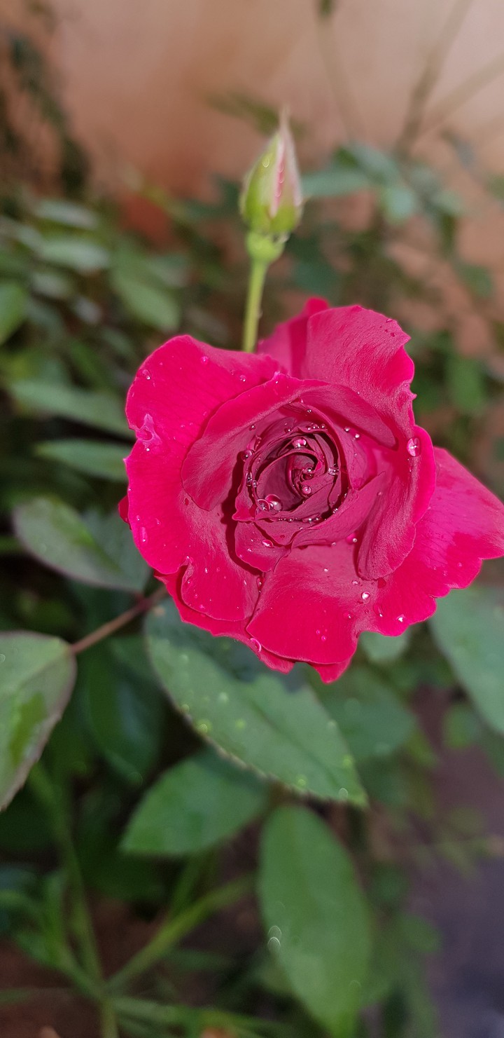 Rose