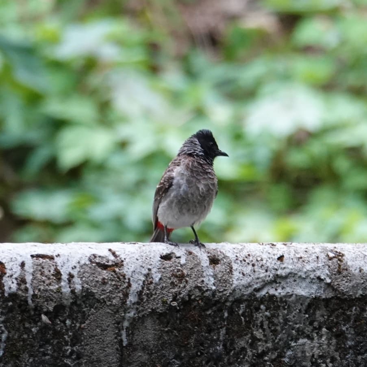 Red vented bulbul