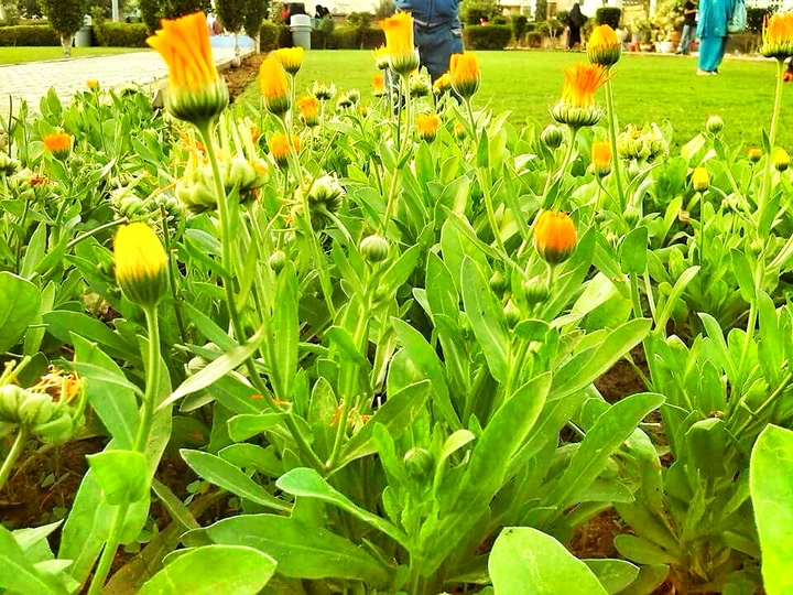 spring season.