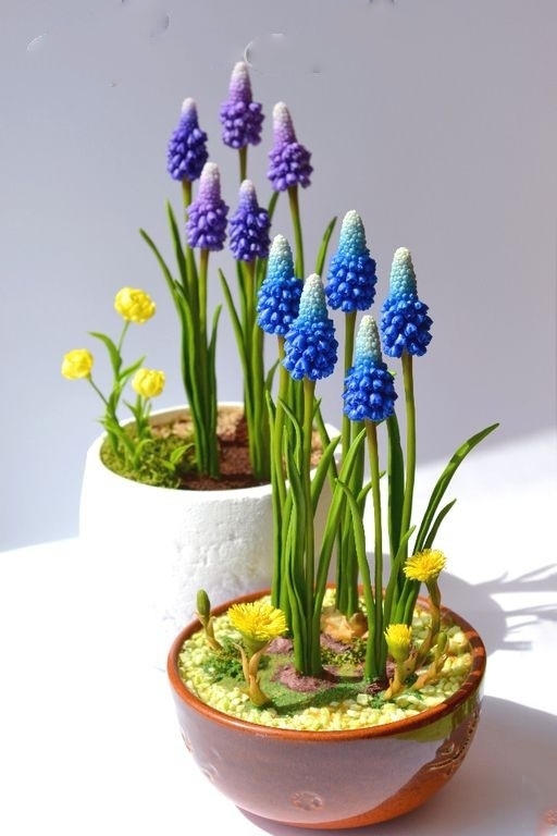muscari