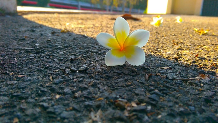 a beautiful flower