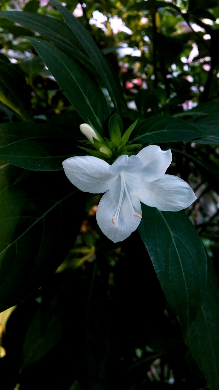 my capture