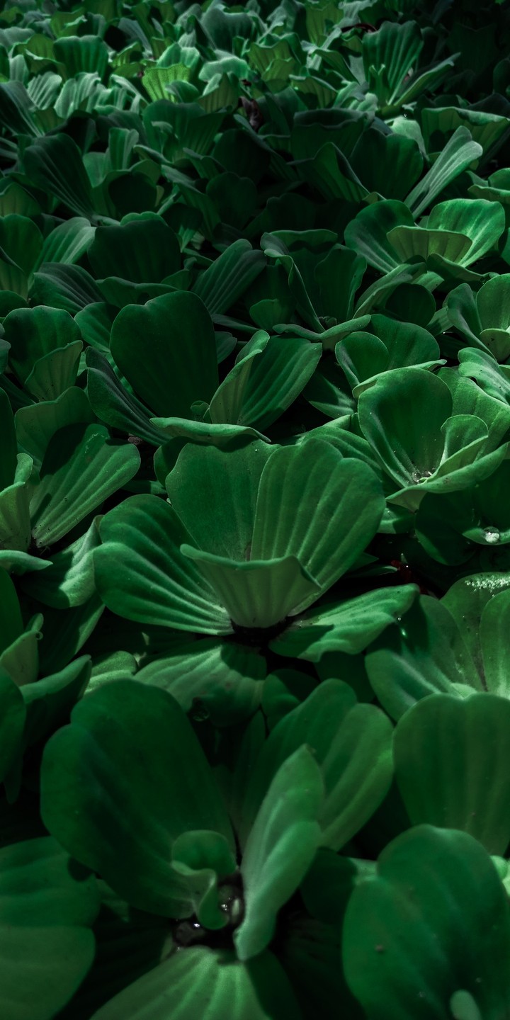 lotus