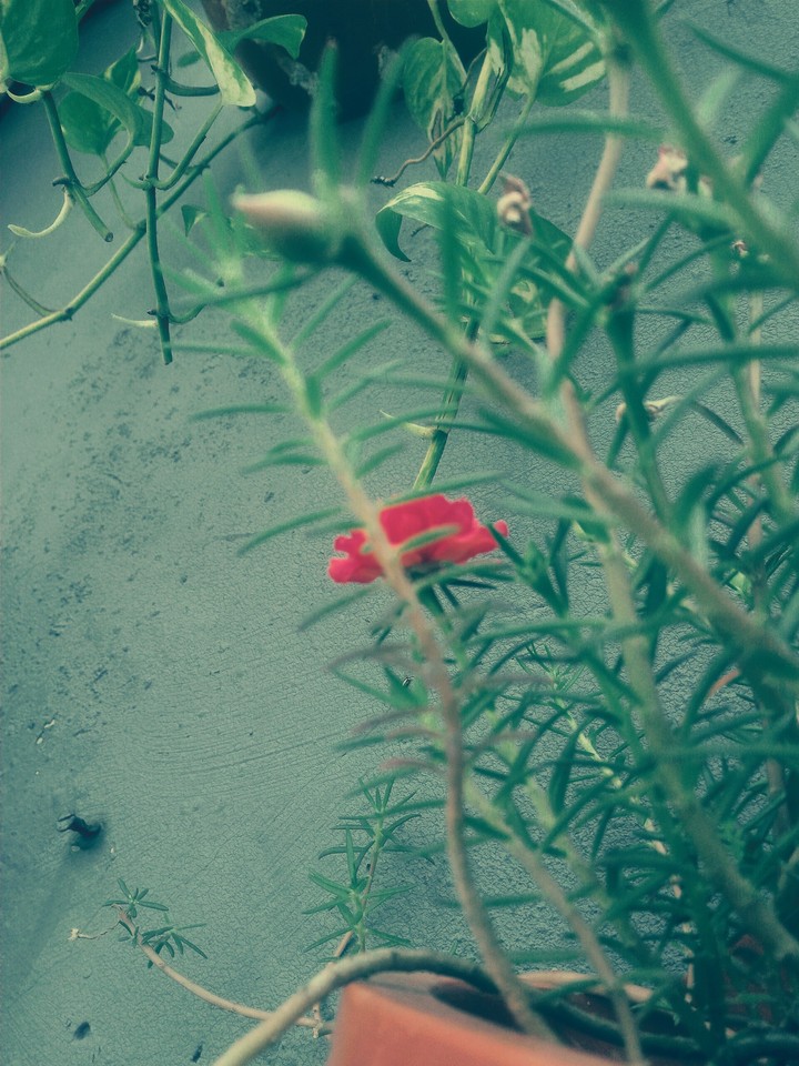 nine o'clock flower