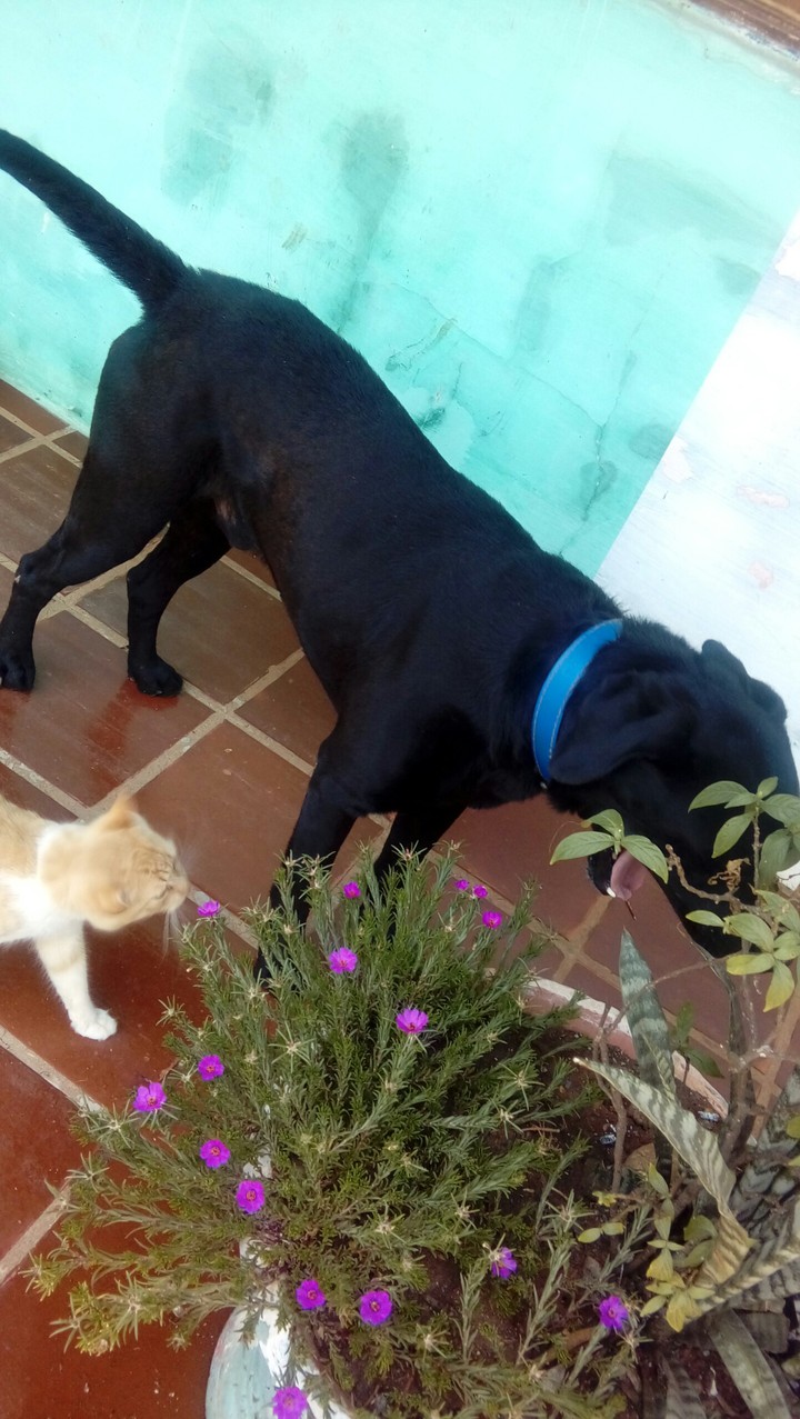 Amigos.