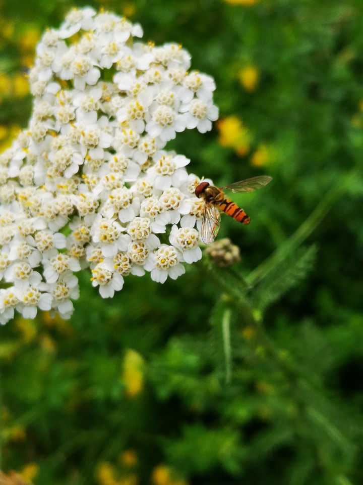 Schafgarbe mit Schwebfliege