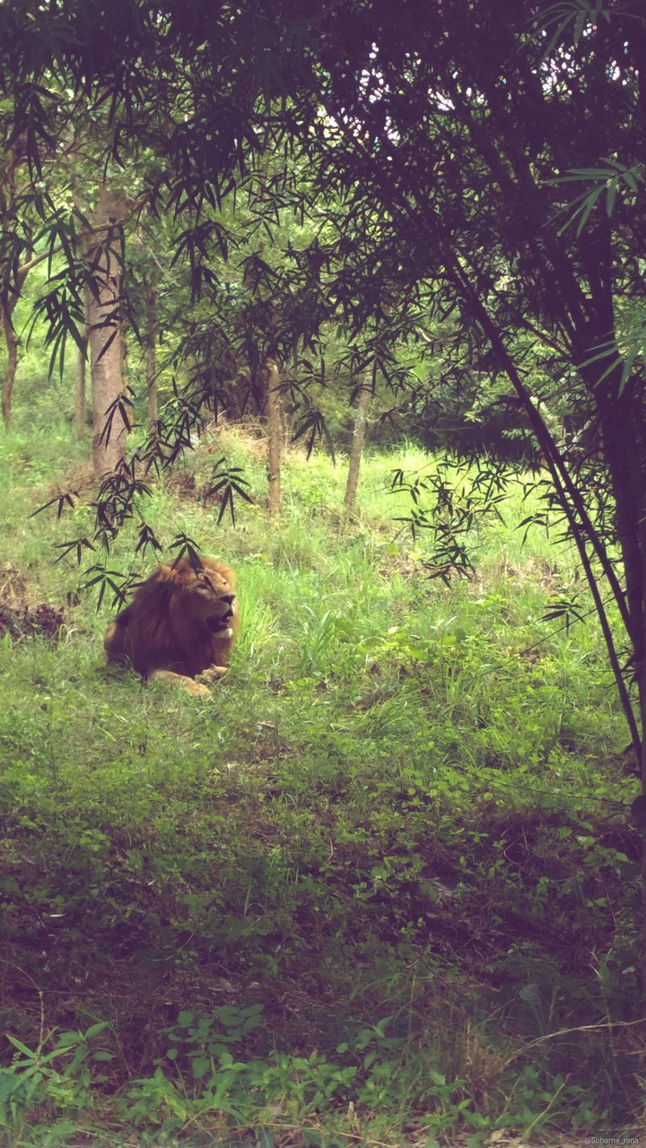 king of the jungle