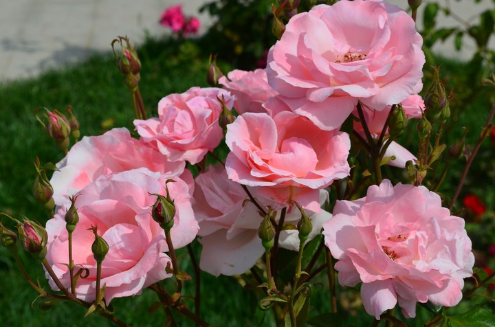 Rose