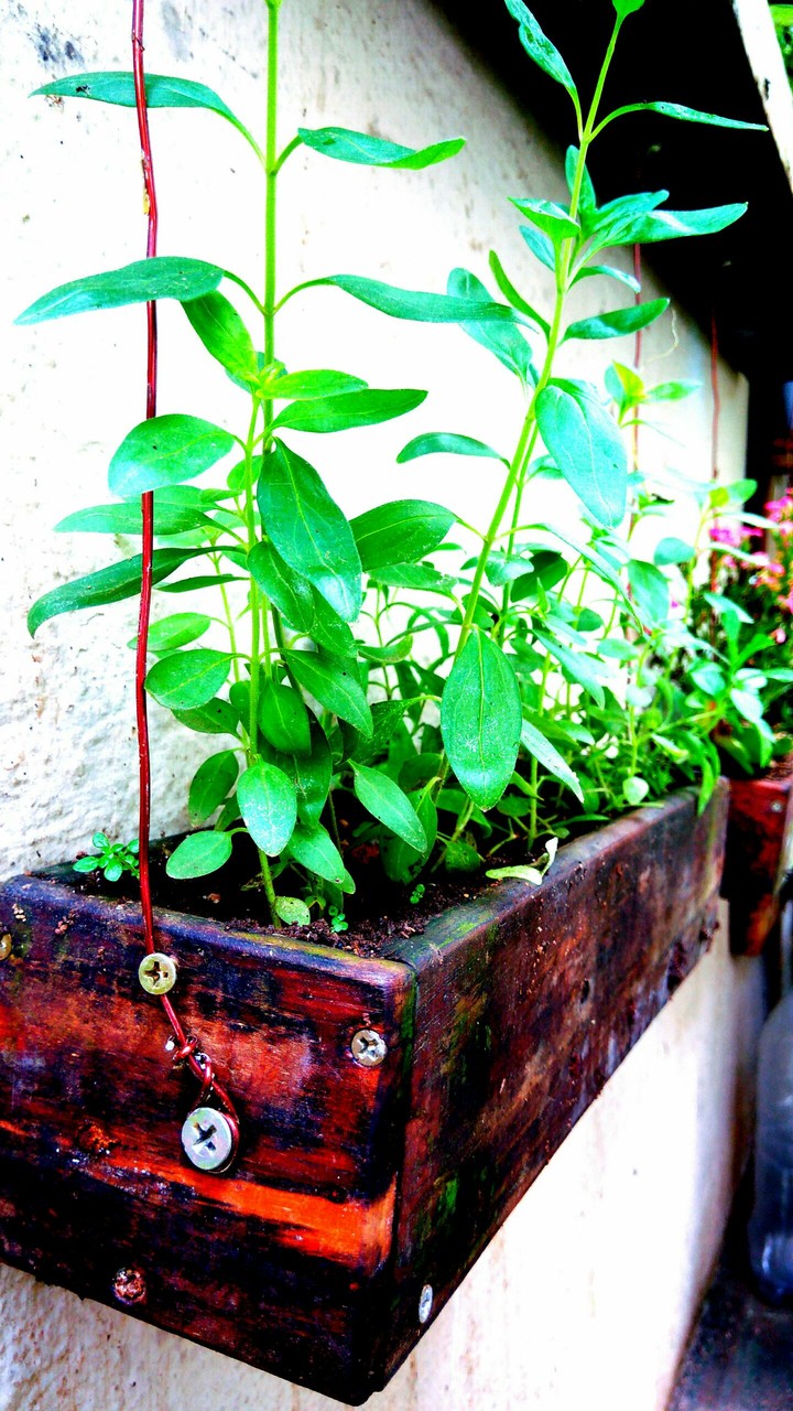 planta em caixa de madeira