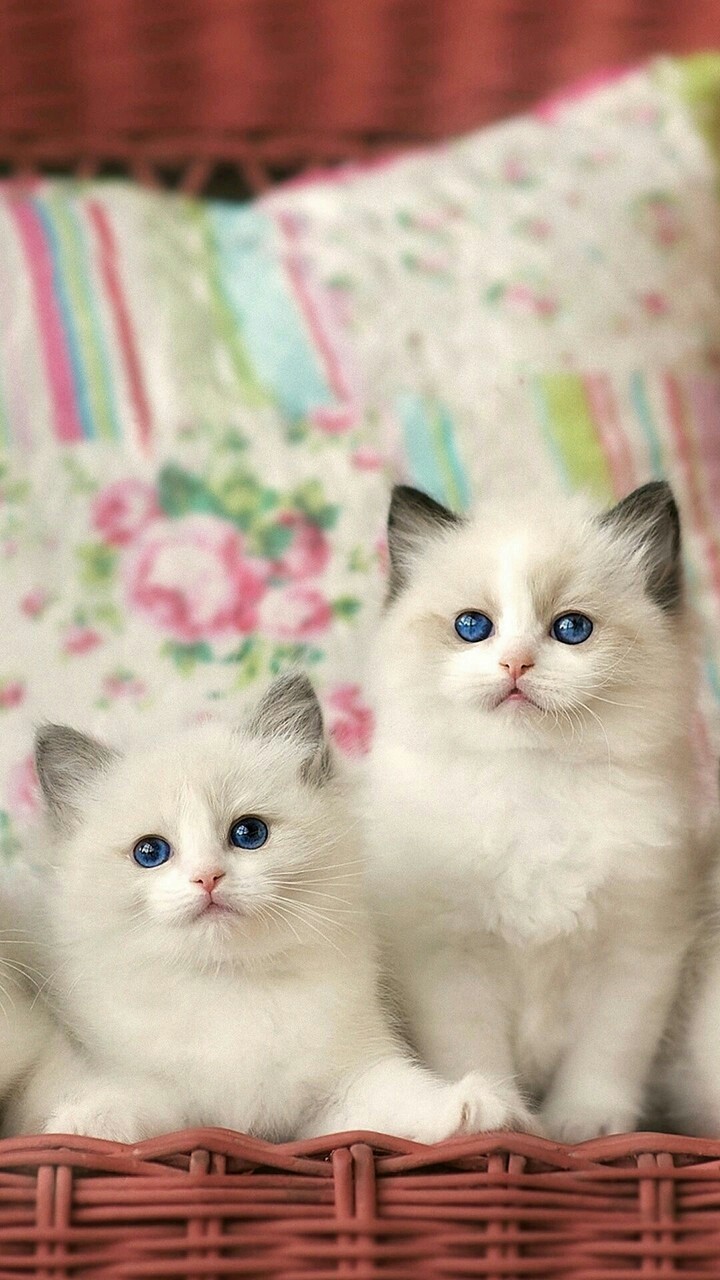 kittens