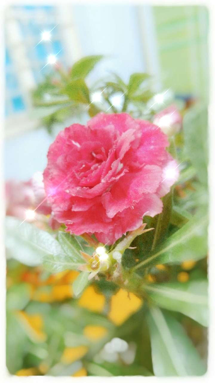 flower in my room