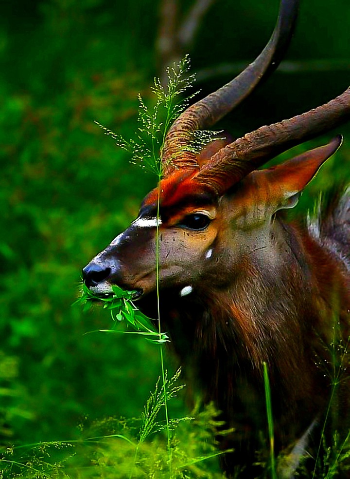 Eating his Greens A Kudu Tale