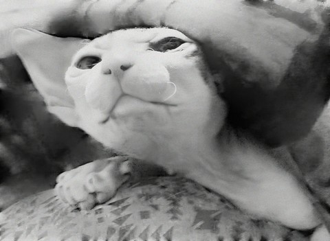 cat lUna