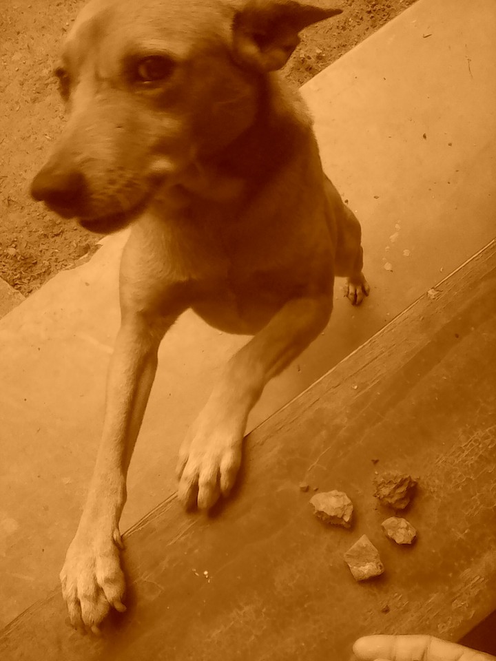 doggie