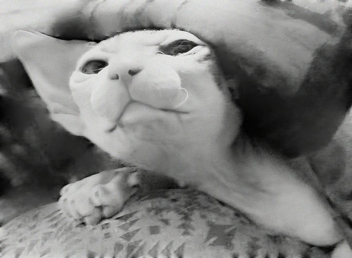 cat lUna
