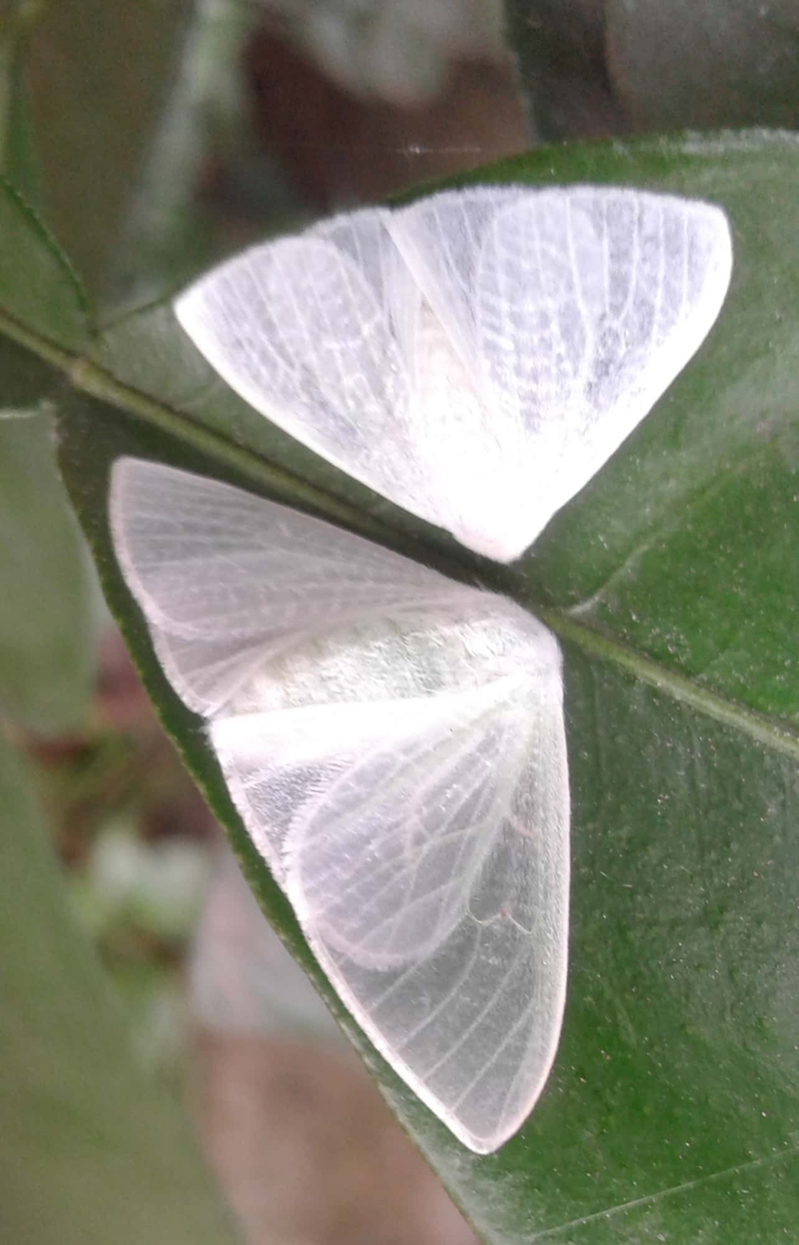 Moths