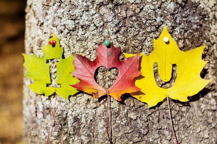 〰️⚡... Leaves...⚡〰️