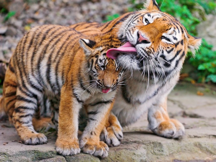 Cub with her mother