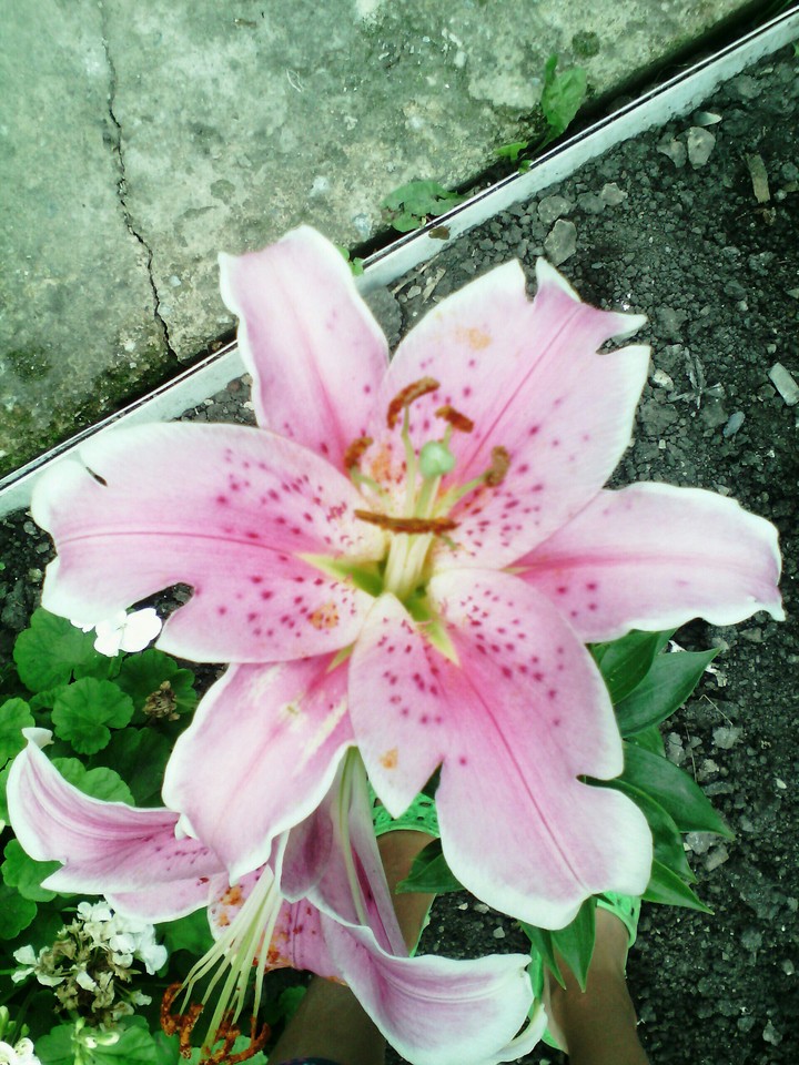 flowers