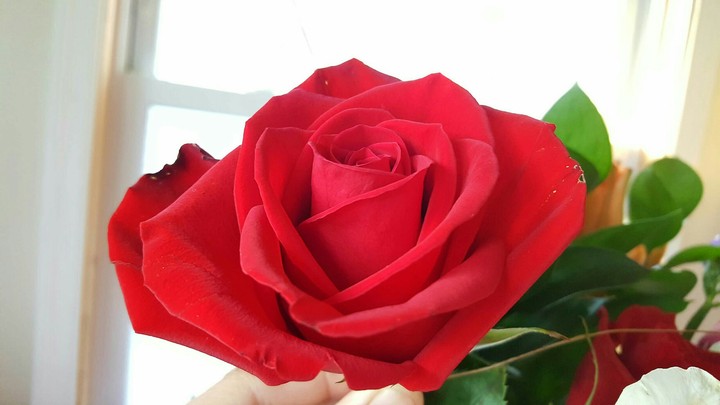 red rose 