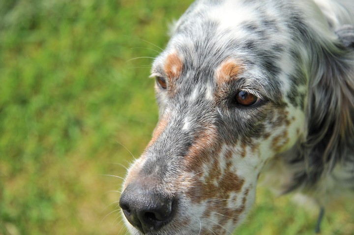 dog