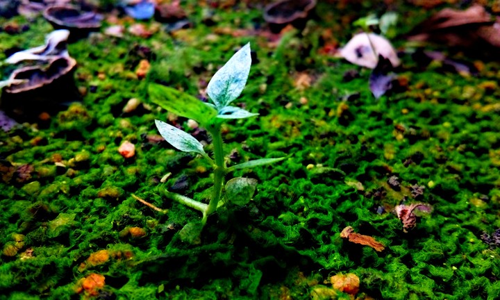 my click...