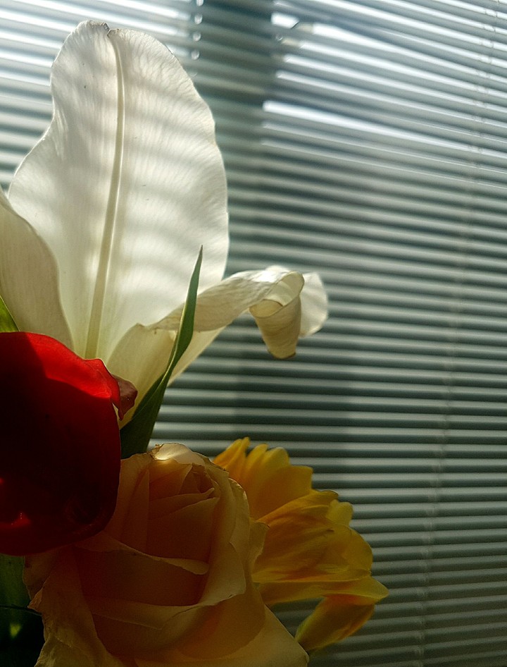 liliom in office