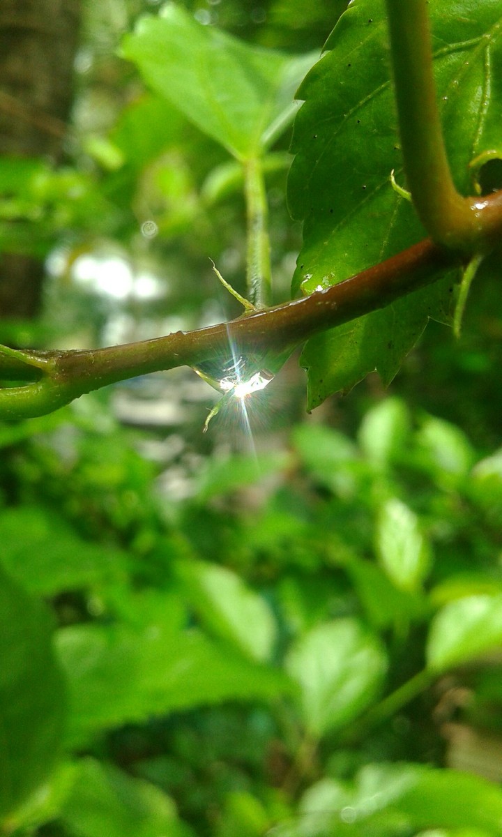 Shining drop water