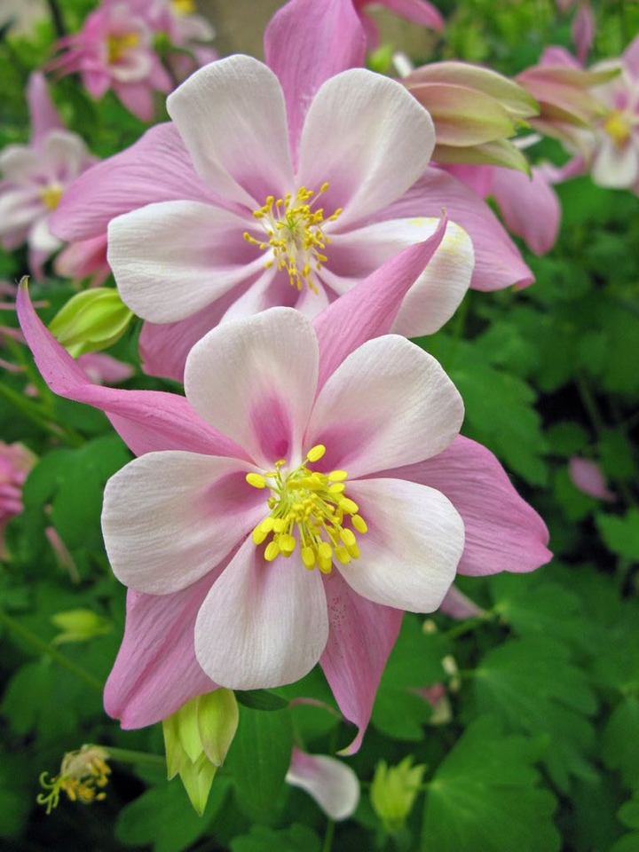 flora