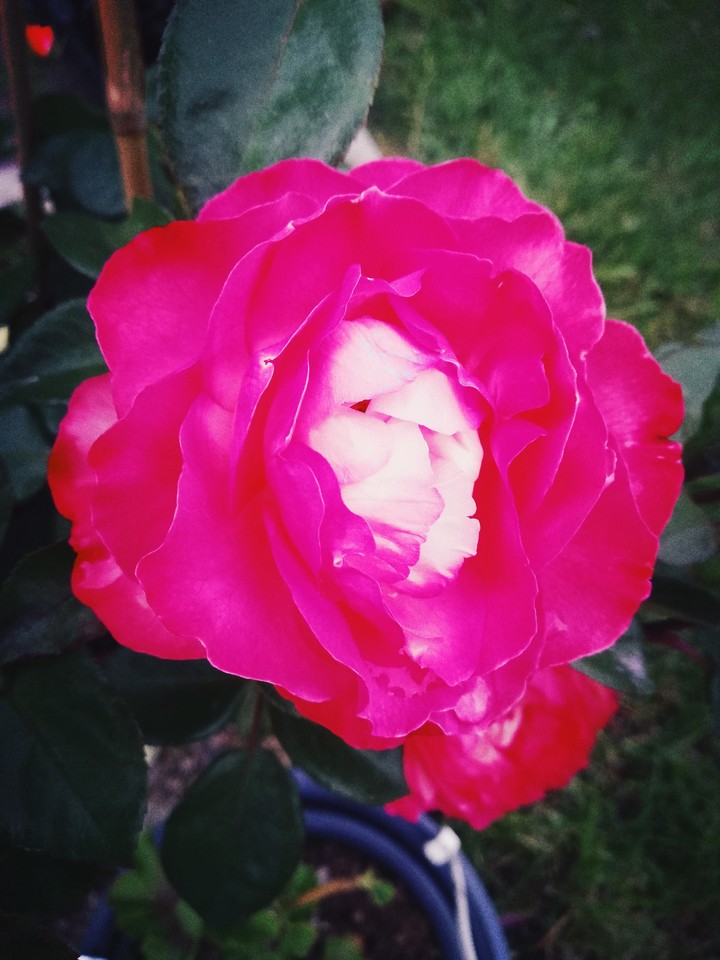 Pink Rose