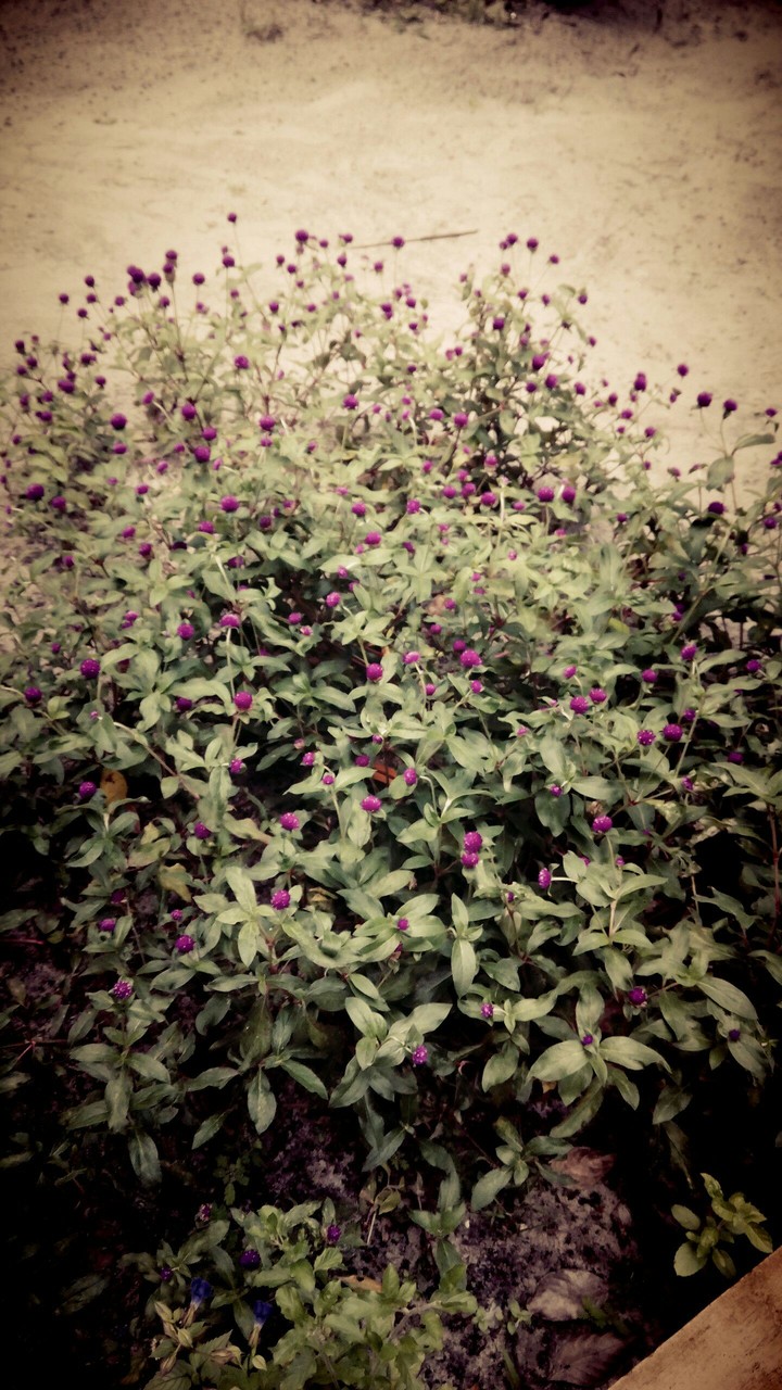 little flower