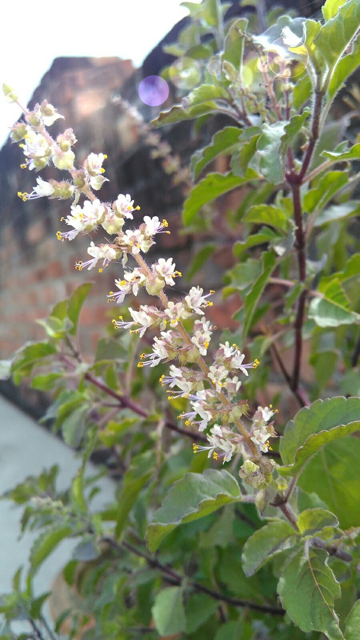 flower