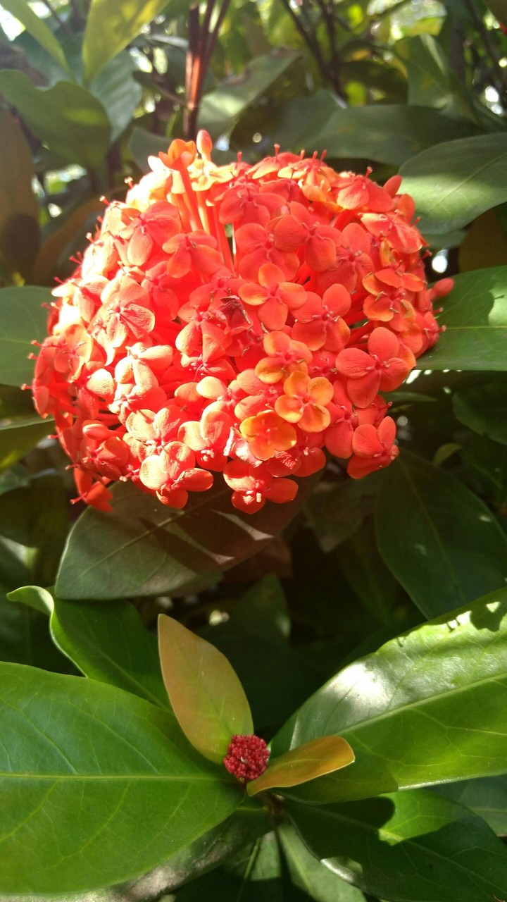 flor vermelha
