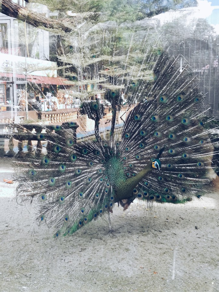 Peacock