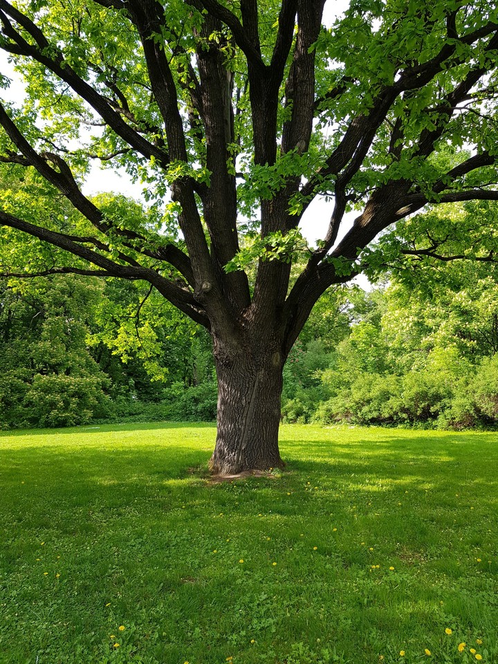 tree