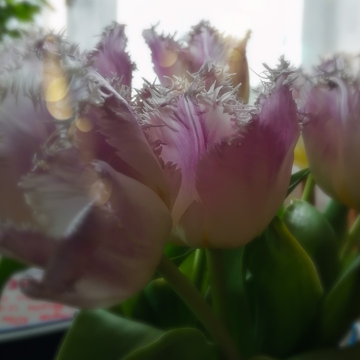 flowers