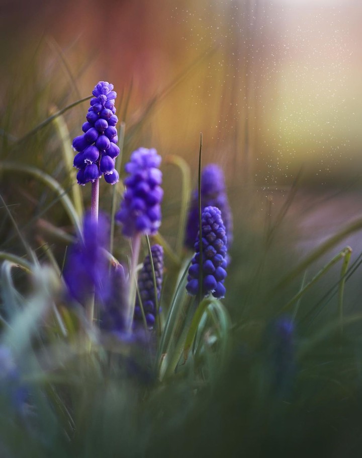 Muscari