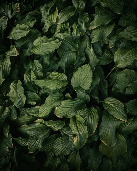 Beautiful leaves of the jungle