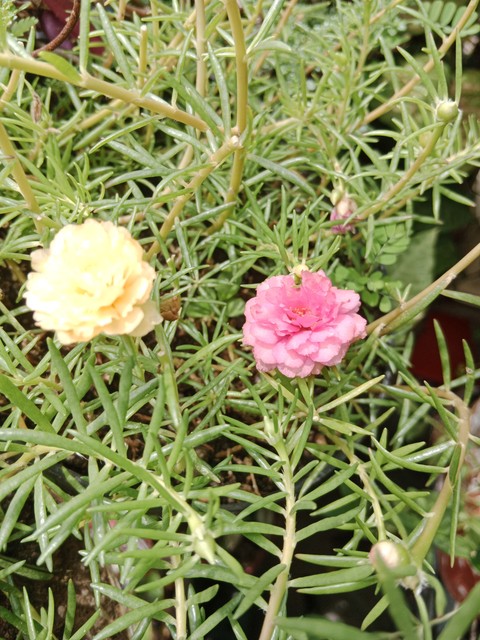 רקעים grass, petal